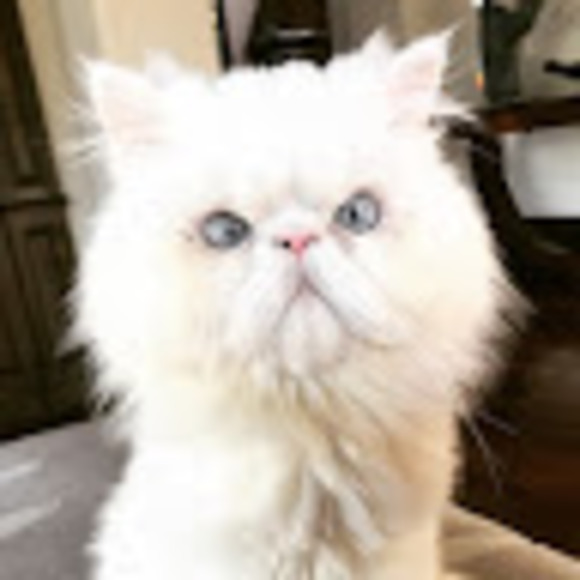 Meet your Posher, Christine - Picture 1 of 1